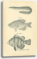 Постер Угорь, краппи, чёрно-полосатая рыба-луна