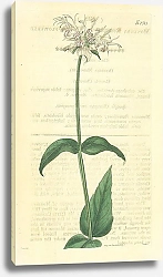Постер Curtis Ботаника №30 1