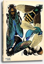 Постер Insects by E. A. Seguy №16