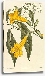 Постер Bignonia Uncata. Hooked-Tendrilled Trumpet-Flower