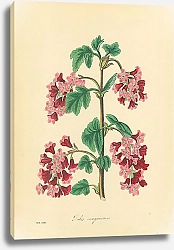 Постер Ribes Sanguineum 2