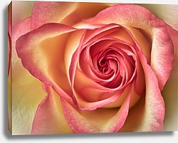 Постер Желто-розовая роза макро