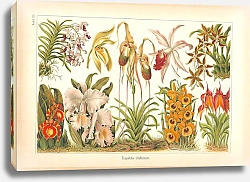 Постер Тропические орхидеи