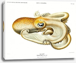 Постер Иллюстрация осьминога Велодона из Немецкой глубоководной экспедиции Немецкой Тифзее (1898–1899) Карла Чуна