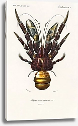 Постер Кокосовый краб (Birgus latroi)