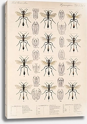Постер Годман Фредерик Insecta Hymenoptera Pl 21