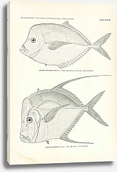 Постер Vomer Setipinnis (Mitchill), Selene Vomer (Linnaeus)