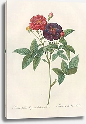 Постер Редюти Пьер Rosa Gallica Purpurea Velutina