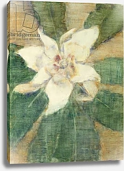 Постер Рольфс Кристиан Magnolia Grandiflora 1