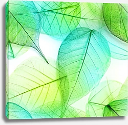 Постер Зелено-голубые прозрачные листья на белом