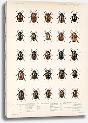 Постер Годман Фредерик Insecta Coleoptera Pl 243