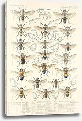 Постер Годман Фредерик Insecta Diptera Pl 15