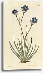 Постер Aristea Cyanea. Grass-Leaved Aristea