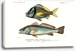 Постер Рыба-свинья (Pristipoma virginianum) and Рыба-тень (Sciaena aquila) 