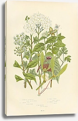 Постер Tuberous Moschatel, Common Ivy, Wild Cornel, Dwarf Cornel, Mistletoe