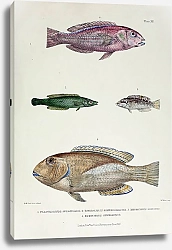 Постер Platyglossus opercularis, Pseudojulis argyreogaster, Xiphochilus robustus, Xiphochilus gymnogenys