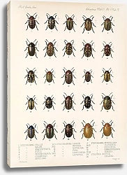 Постер Годман Фредерик Insecta Coleoptera Pl 244