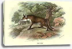 Постер BRITISH MAMMAL 1896 FOX
