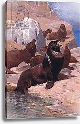 Постер Кунер Вильгельм Californian Sea Lion, from Wildlife of the World published by Frederick Warne & Co, c.1900