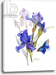 Постер Килинг Джон (совр) Iris with blue butterfly, 2016,