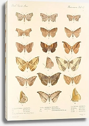 Постер Годман Фредерик Insecta Lepidoptera-Heterocera Pl 043
