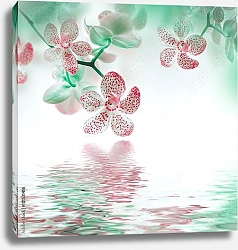Постер Цветки орхидеи над водой