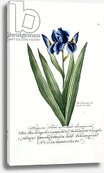 Постер Школа: Русская 18в. Iris Germanica, 1797-1803