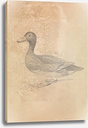 Постер Сауэрби Джеймс Ferruginous Duck