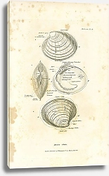 Постер Bivalve Shells
