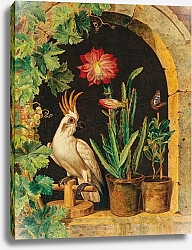 Постер Кусс Фердинанд A Cockatoo at the Window with Blooming Cactus and Butterfly