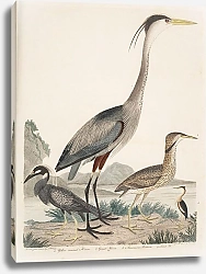 Постер Птицы Америки Уилсона 66