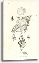 Постер Cryptostoma Javanica, Cyllene Owenii, Fasciolaria trapezium, Triton Nafsoides, Turbenella ceratus, Columbella suluralis