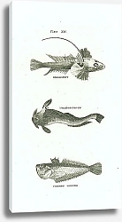 Постер Dragonet, Uranoscopus, Common Weever 1