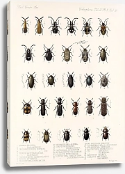 Постер Годман Фредерик Insecta Coleoptera Pl 092