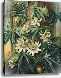 Постер Рейнегл Филип Blue Passion Flower for the 'Temple of Flora' by Robert Thornton, 1800