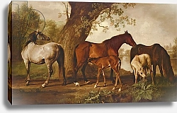 Постер Стаббс Джордж Mare and Foals