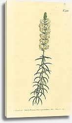 Постер Curtis Ботаника №49 1
