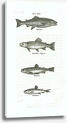 Постер Salmon, Salmon Trout, Trout, Samlet 1