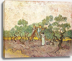 Постер Ван Гог Винсент (Vincent Van Gogh) Сбор оливок