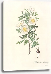 Постер Редюти Пьер Rosa Pimpinellifolia Mariaeburgensis