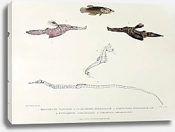 Постер Haplochilus playfairii, Solenostoma cyanopterum, Solenostoma cyanopterum, var., Hippocampus subcoron