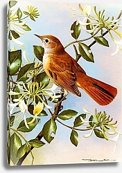 Постер British Birds - Nightingale