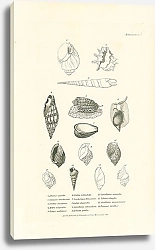 Постер Eburna spirata, Ricinula arachnoides, Terebra muscaria, Mitra vulpecula, Harpa ventricosa