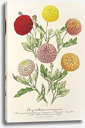 Постер Лемер Шарль Chrysanthèmes nains précoces