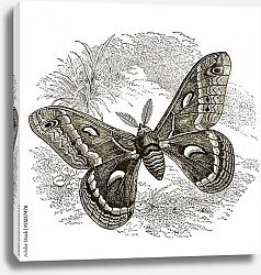 Постер Ретро иллюстрация мотылька