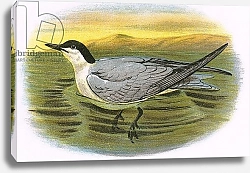 Постер Школа: Английская 20в. Gull Billed Tern