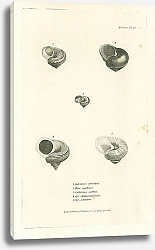 Постер Cyclostoma articulata, Helix argellacea, Cyclostoma pulchra, Cyc. Madagascariensis