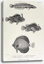 Постер Scorpaena longicornis, Scorpaena zanzibarensis, Percis xanthozona, Acanthurus xanthurus