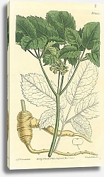 Постер Curtis Ботаника №55 1