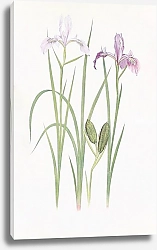 Постер Iris tenax